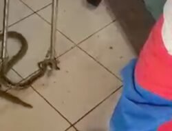 Ular Nyelonong Masuk Ruang Tamu Bikin Warga Jaktim Kaget saat Nonton TV, Kenapa Ini Terjadi?
