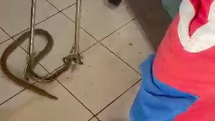 Ular Nyelonong Masuk Ruang Tamu Bikin Warga Jaktim Kaget saat Nonton TV, Kenapa Ini Terjadi?