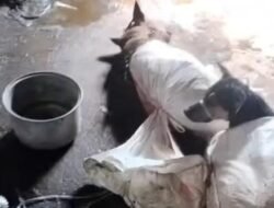 “Daging Anjing di Warung Bantul Jadi Perbincangan, Sultan HB Akan Cegah”