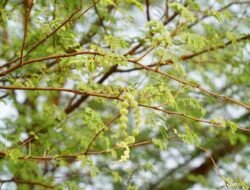 **4 Tanda Pohon Rawan Tumbang: Kenali Sebelum Menjadi Bencana!**