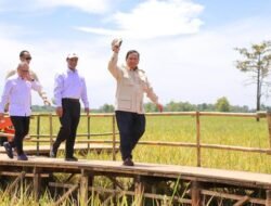 “Beras RI Mencapai Puncak, Prabowo Sampaikan di Depan APEC!”