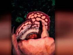 “Dari Kebiruan Hutan, Peneliti RI Temukan Bunga Langka yang Mengejutkan”