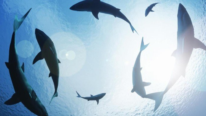 Peristiwa Mengerikan! Turis Swiss Jadi Korban Hiu di Australia, Tragedi yang Tidak Terduga!