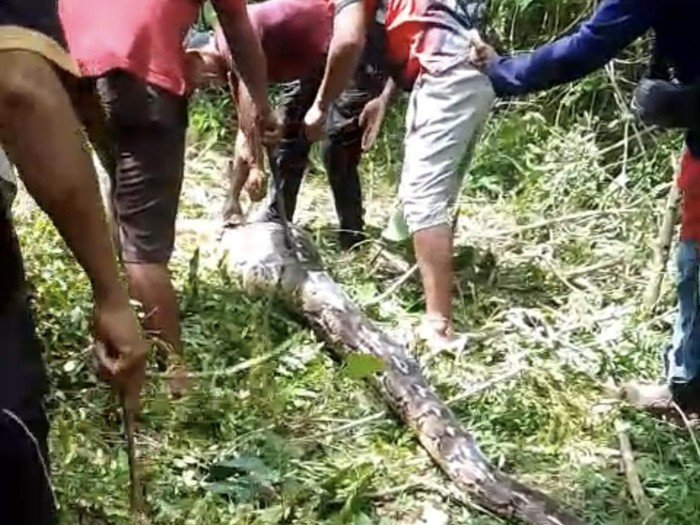 Warga Buton Tak Berdaya, Piton 7 Meter Hancurkan Kebutuhan Pokok, Mau Tak Mau Harus Ditebas!