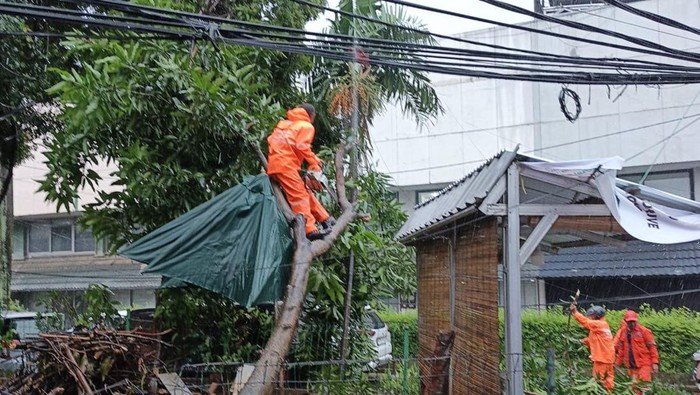 6 Pohon di Jakarta Tumbang, Begini Dampaknya pada Kehidupan Warga