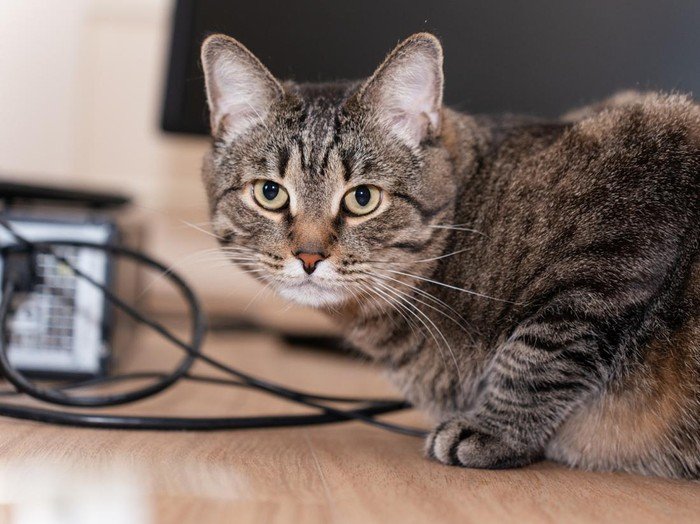 Pria Tendang Kucing hingga Mati di Blora Pensiunan ASN, Kini Terancam Pidana - Update 2