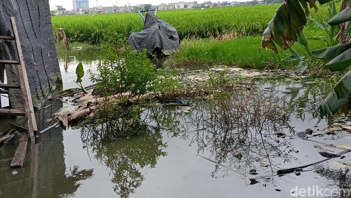 Banjir Membuat Petak Sawah di Jakarta Jadi Tempat Bermain Ikan untuk Petani