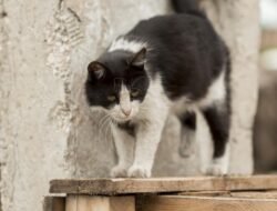 Dari Tendangan Keras Hingga Minta Maaf: Kisah Tragis Pensiunan ASN di Blora