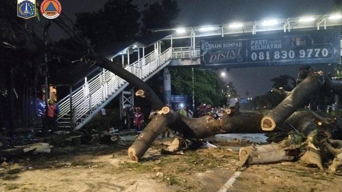 Pohon Besar di Jaksel Tumbang Timpa Pemotor, Tragedi Seorang Pengendara di Lenteng Agung