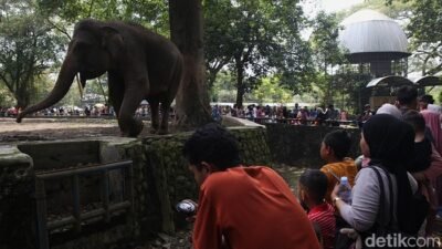 H+1 Lebaran, Ragunan Zoo Siap Menemani Liburan Anda dari Pukul 06.00-16.00